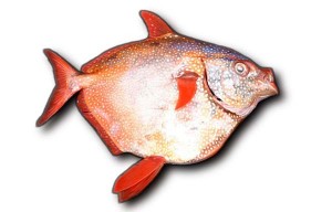 Moonfish Hawaii